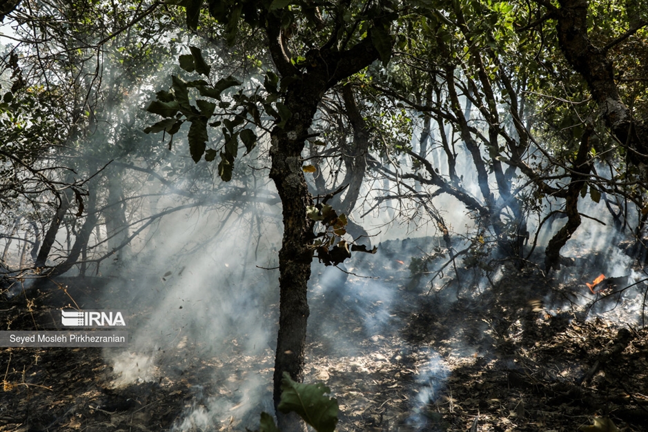 آتش سوزی جنگلهای بلوط زاگرس