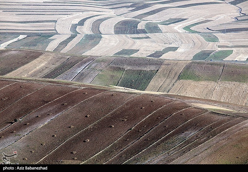 برداشت نخود در شهرستان دلفان - لرستان