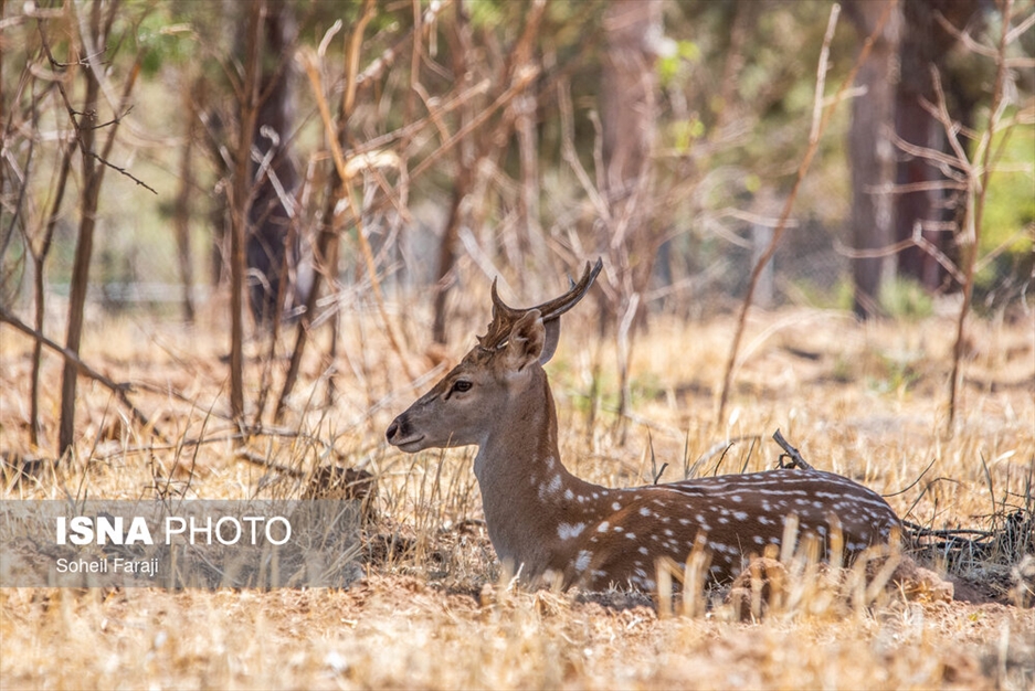 سایت تکثیر و پرورش گوزن زرد ایرانی در ارومیه