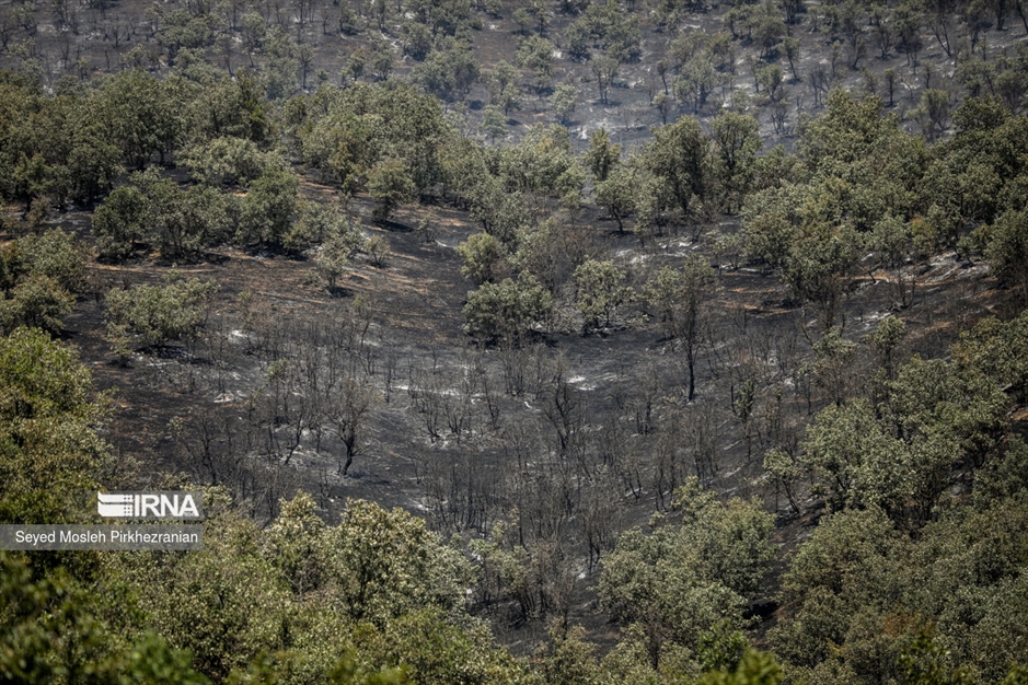آتش سوزی جنگلهای بلوط زاگرس