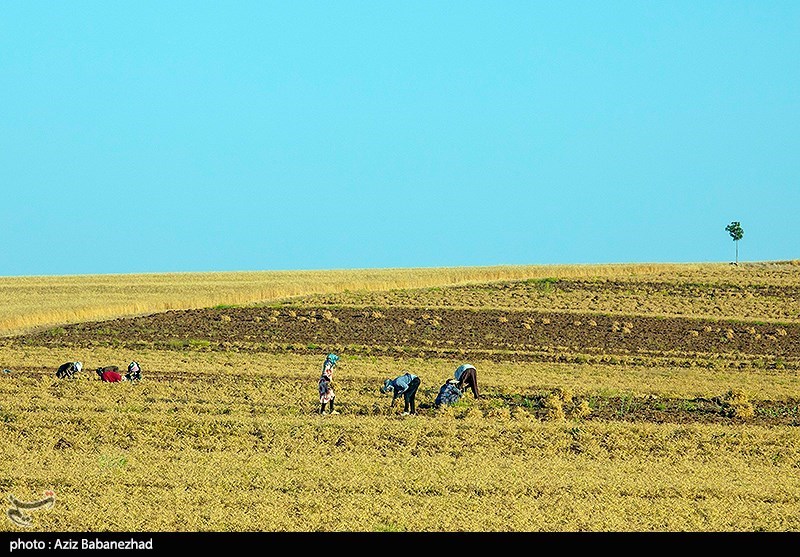 برداشت نخود در شهرستان دلفان - لرستان