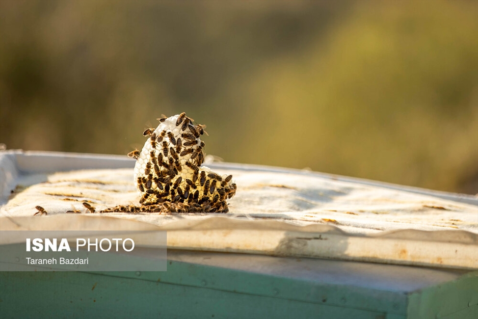 پرورش زنبور عسل