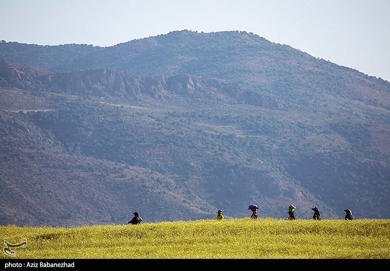برداشت نخود در شهرستان دلفان - لرستان