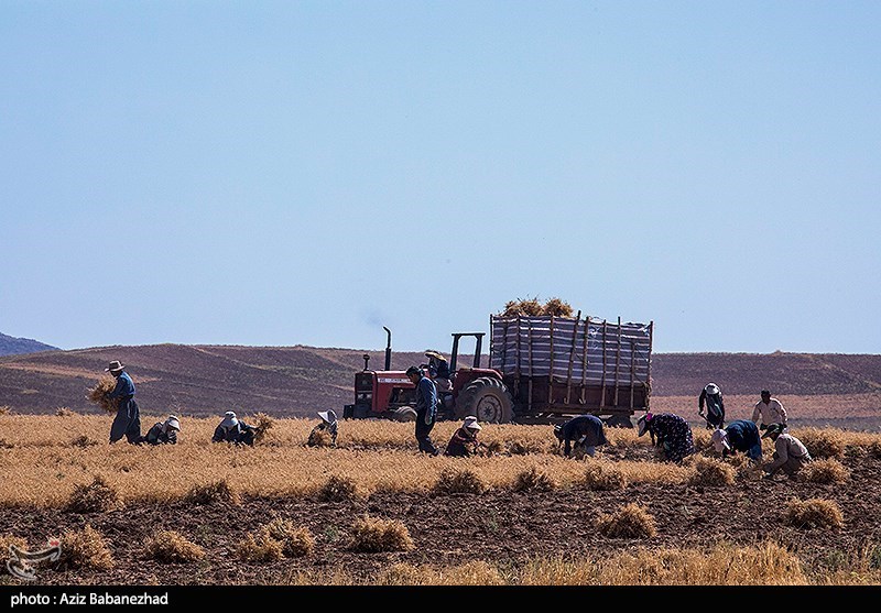 برداشت نخود در شهرستان دلفان - لرستان