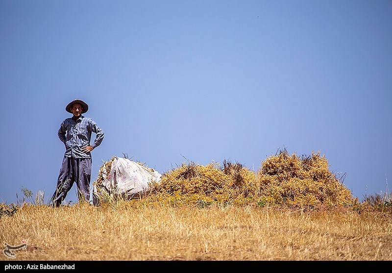 برداشت نخود در شهرستان دلفان - لرستان