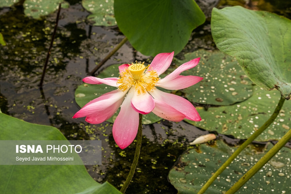 آبکنار، تالابی در حاشیه تالاب انزلی