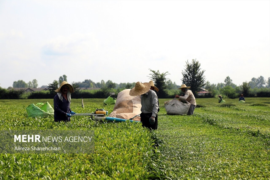برداشت چین سوم برگ سبز چای از باغات گیلان