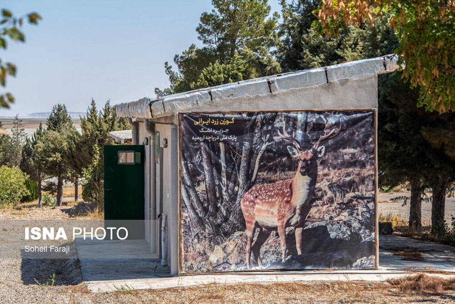 سایت تکثیر و پرورش گوزن زرد ایرانی در ارومیه