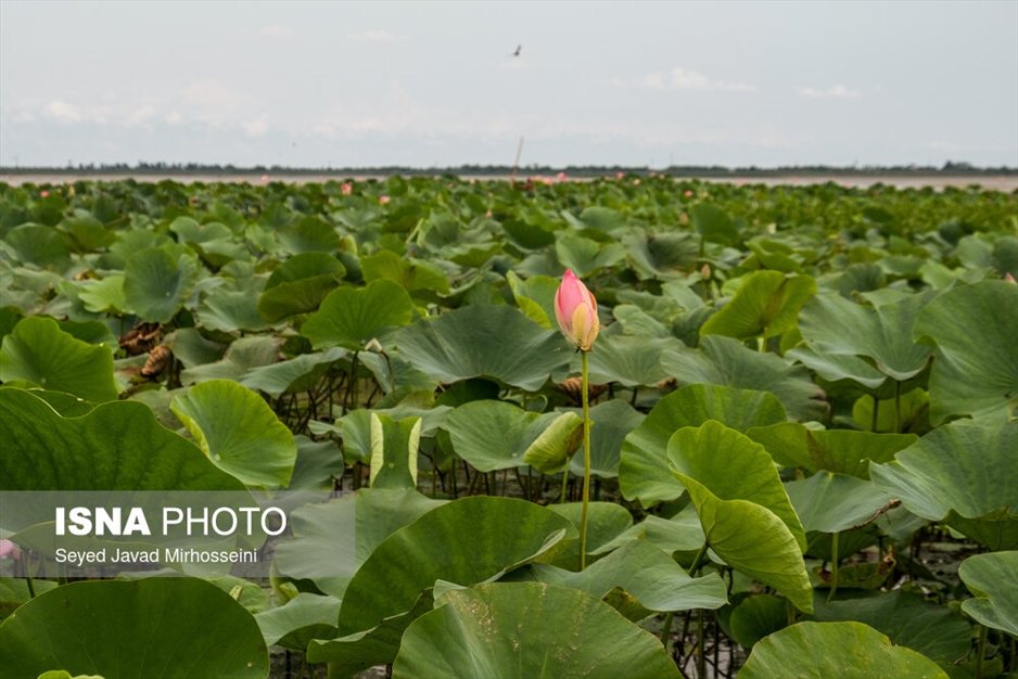 آبکنار، تالابی در حاشیه تالاب انزلی
