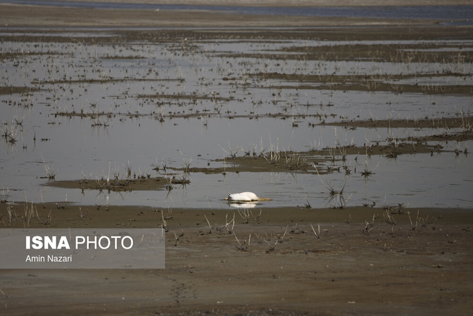 مرگ تدریجی هورالعظیم