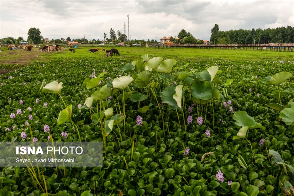 آبکنار، تالابی در حاشیه تالاب انزلی