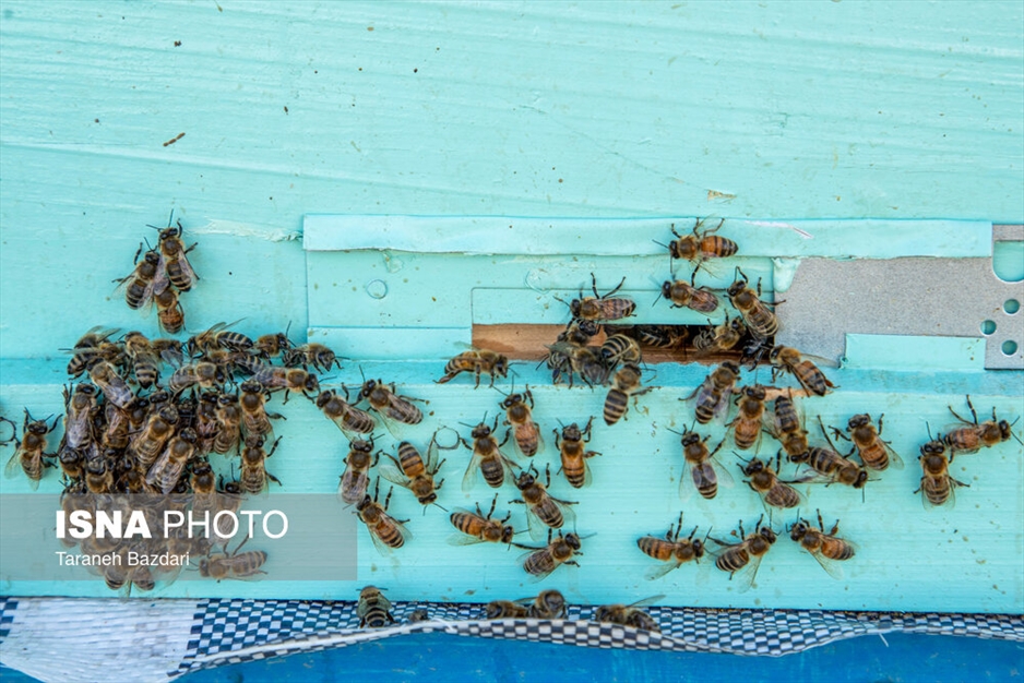 پرورش زنبور عسل