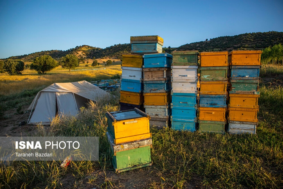پرورش زنبور عسل