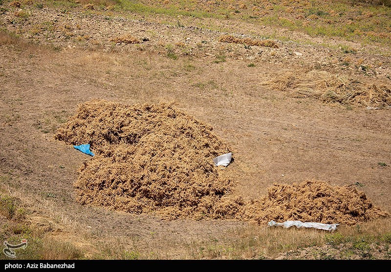 برداشت نخود در شهرستان دلفان - لرستان