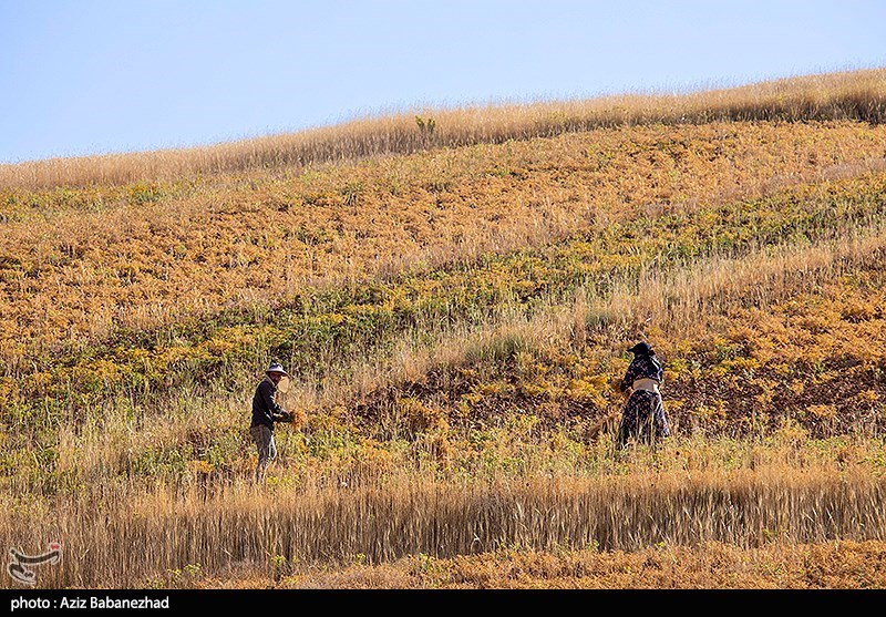 برداشت نخود در شهرستان دلفان - لرستان