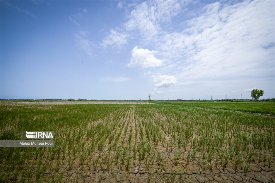 آخر این قصه بیابان است...