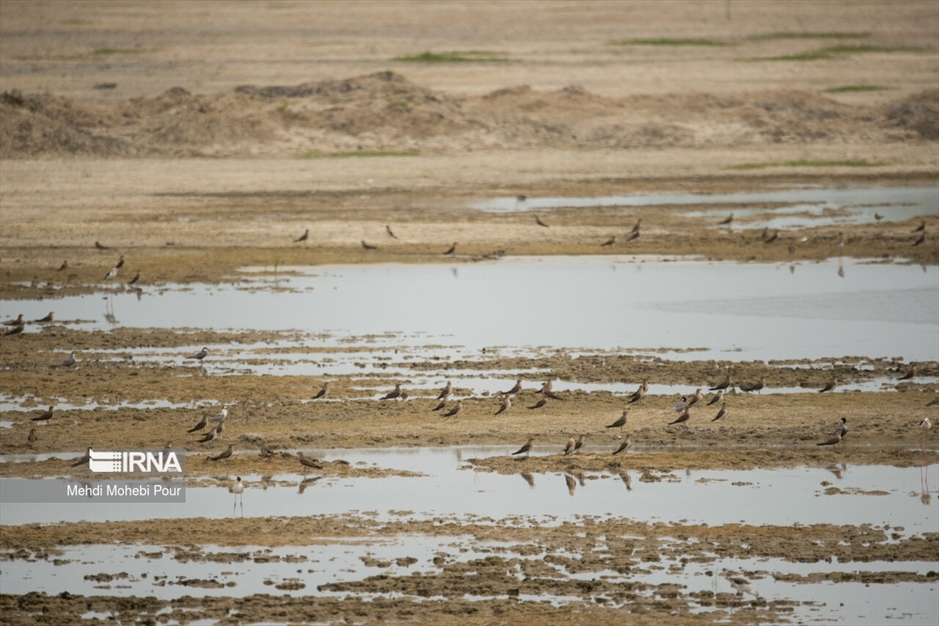 آخر این قصه بیابان است...