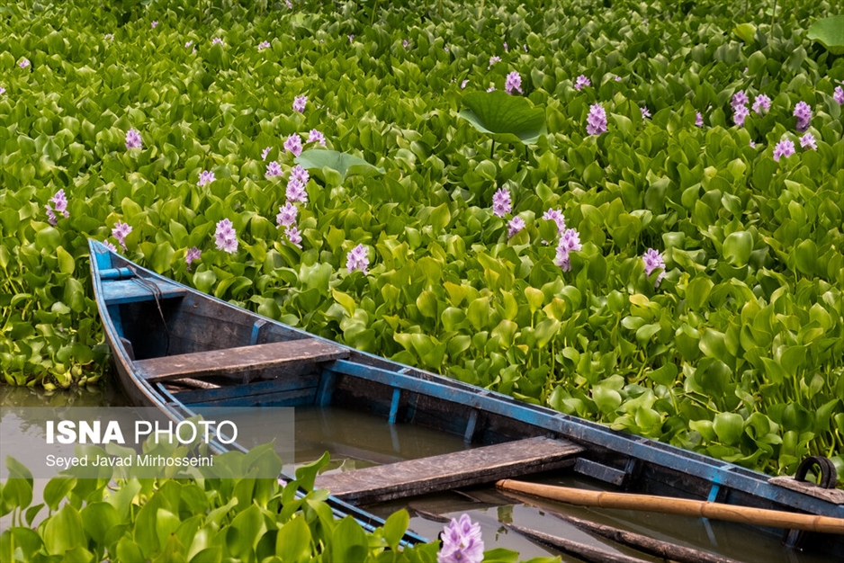 آبکنار، تالابی در حاشیه تالاب انزلی