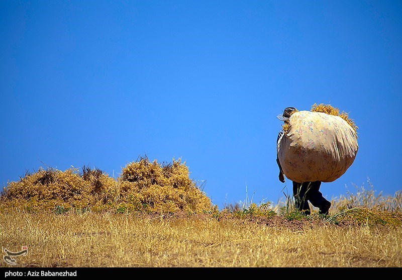 برداشت نخود در شهرستان دلفان - لرستان