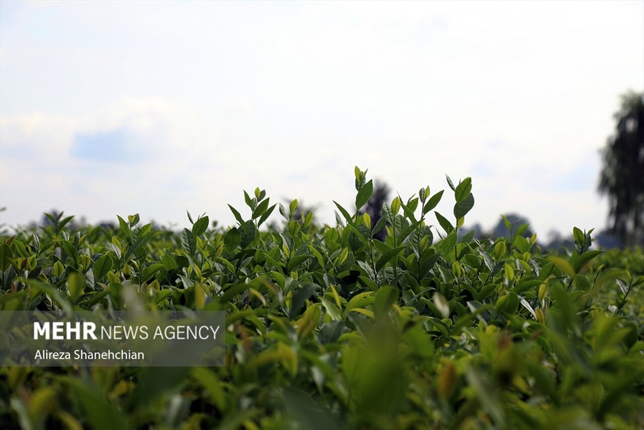 برداشت چین سوم برگ سبز چای از باغات گیلان