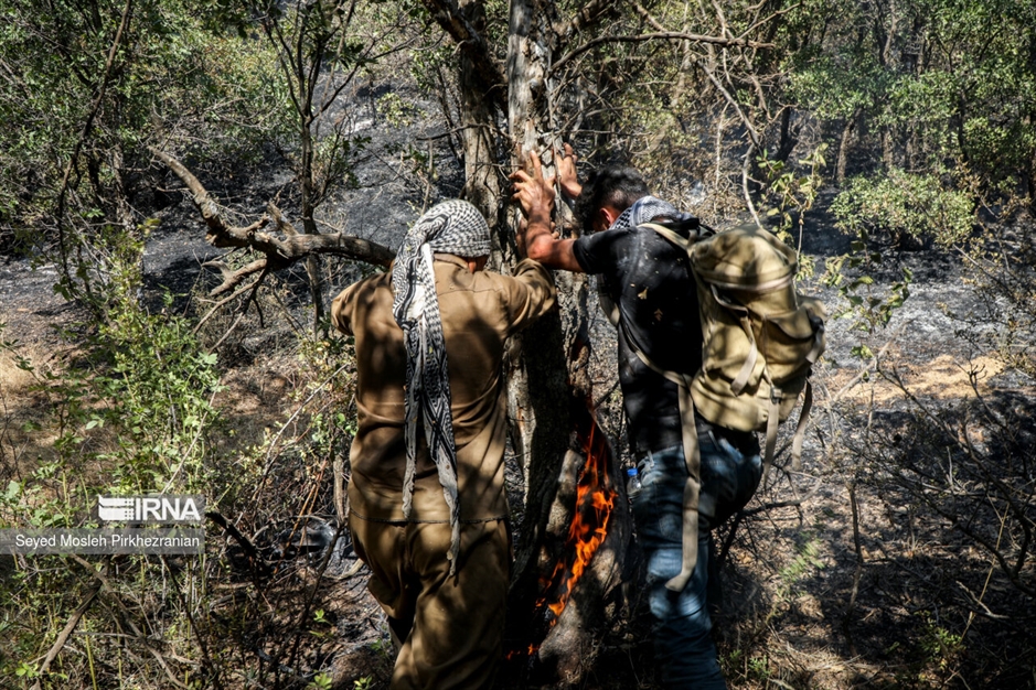 آتش سوزی جنگلهای بلوط زاگرس