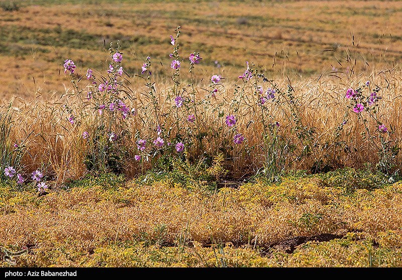 برداشت نخود در شهرستان دلفان - لرستان