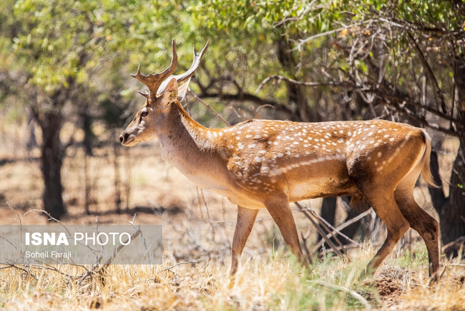 سایت تکثیر و پرورش گوزن زرد ایرانی در ارومیه