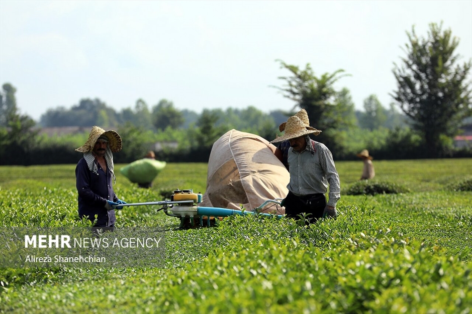 برداشت چین سوم برگ سبز چای از باغات گیلان