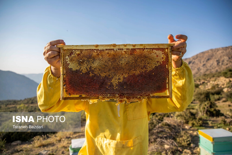 پرورش زنبور عسل