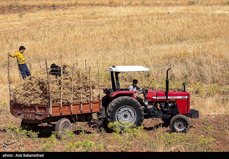 برداشت نخود در شهرستان دلفان - لرستان