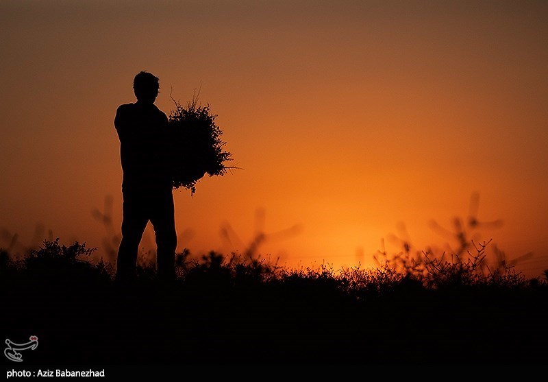 برداشت نخود در شهرستان دلفان - لرستان