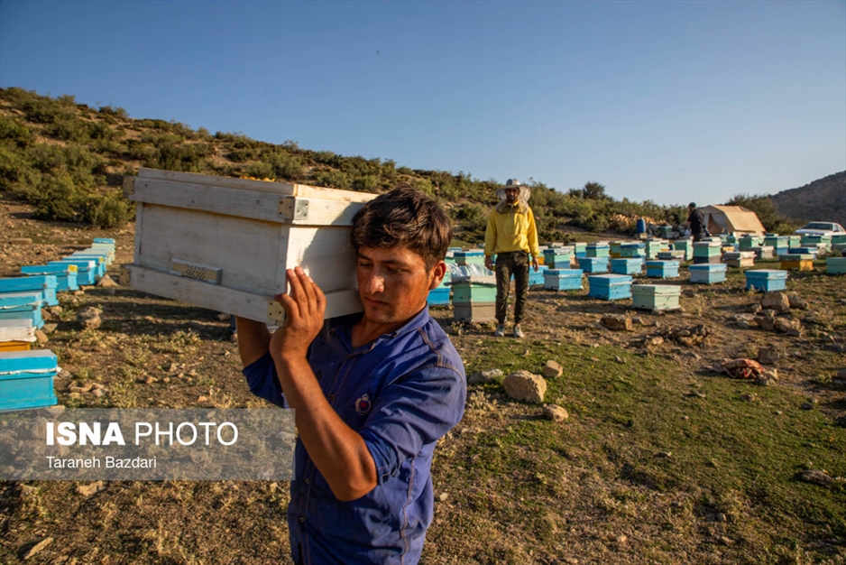 پرورش زنبور عسل