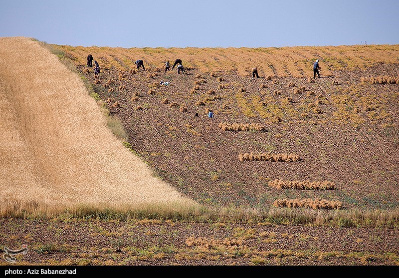 برداشت نخود در شهرستان دلفان - لرستان