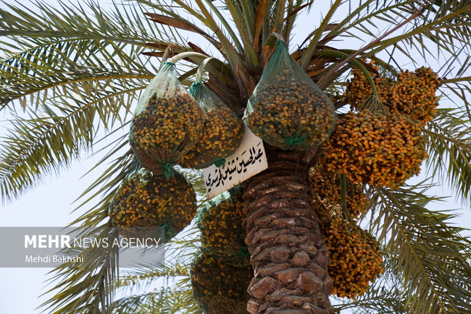 راهپیمایی زوار از حله به کربلا