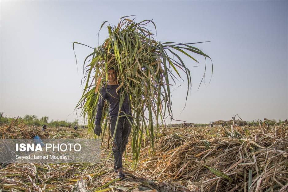 کشت سنتی نیشکر در هفت‌تپه