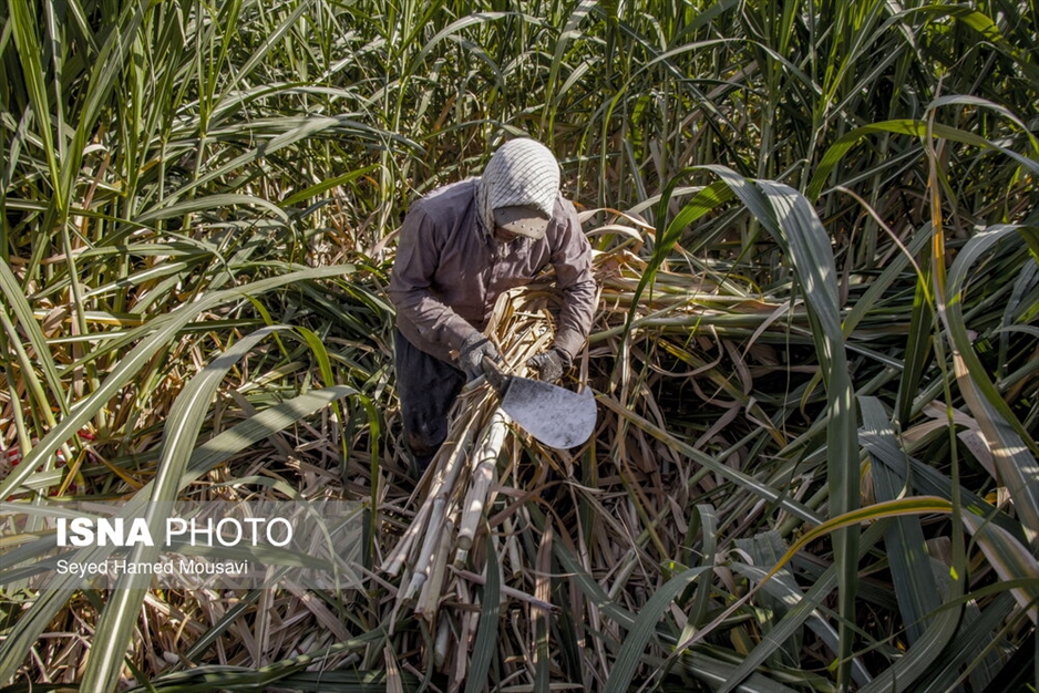 کشت سنتی نیشکر در هفت‌تپه
