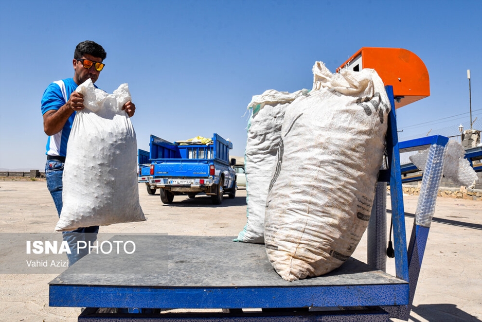 برداشت پسته از باغ‌های خراسان شمالی