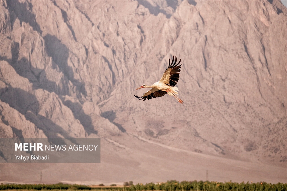 روستای «خوشینان علیا» میزبان لک لک‌ها