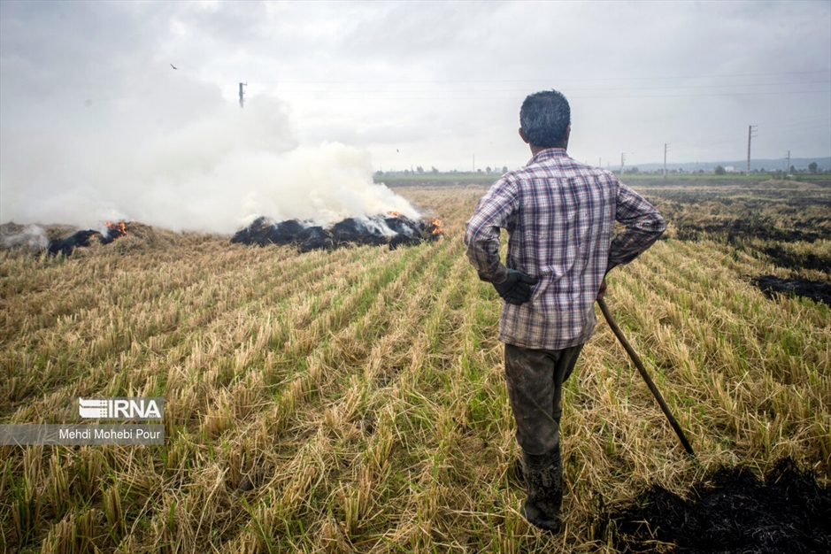 آتش زدن کاه؛ مرگ تدریجی شالیزارها