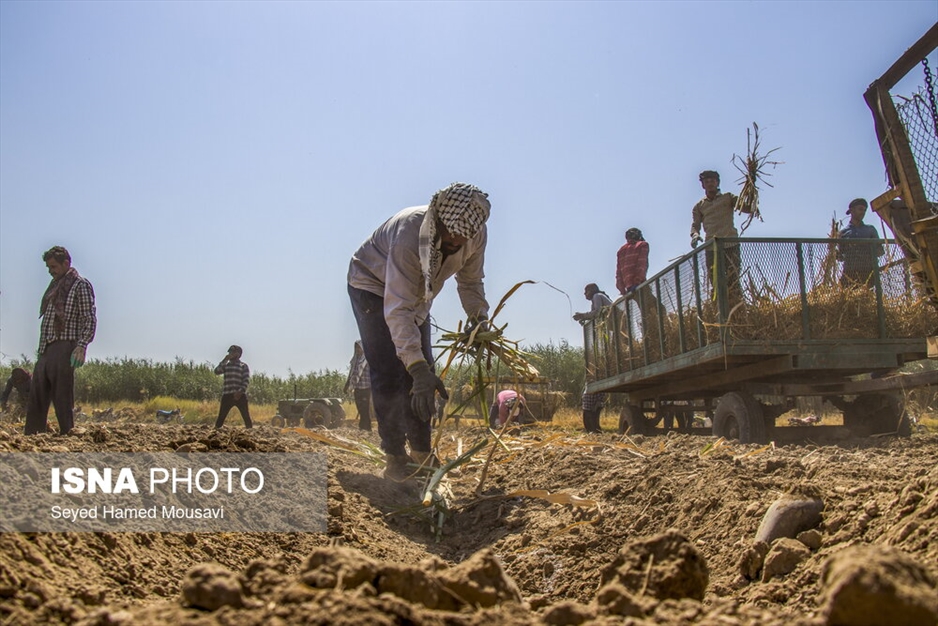 کشت سنتی نیشکر در هفت‌تپه