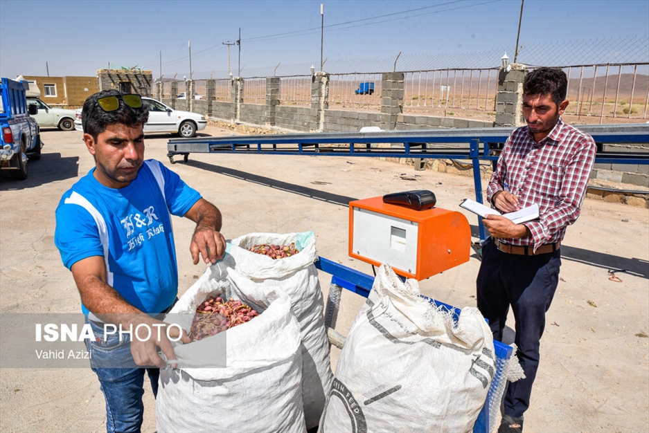 برداشت پسته از باغ‌های خراسان شمالی