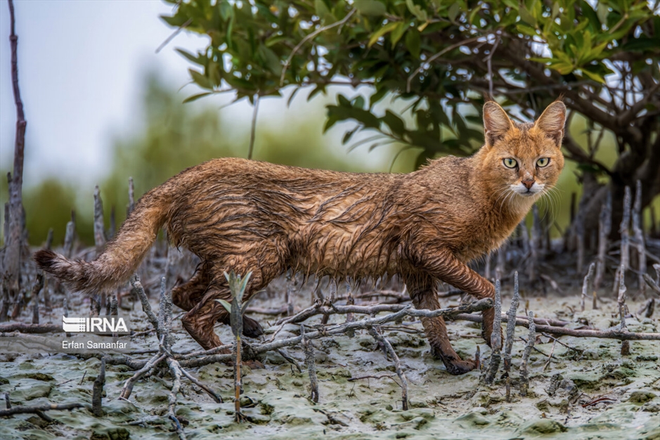 تالاب بین المللی آذینی