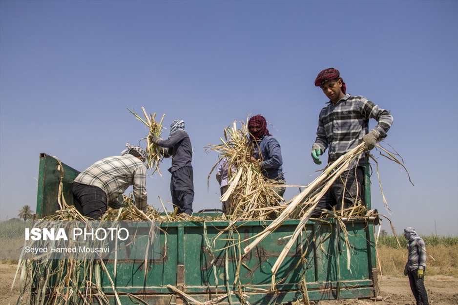 کشت سنتی نیشکر در هفت‌تپه