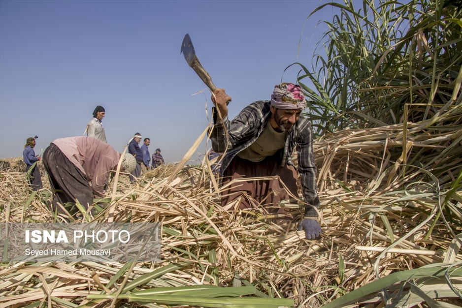 کشت سنتی نیشکر در هفت‌تپه