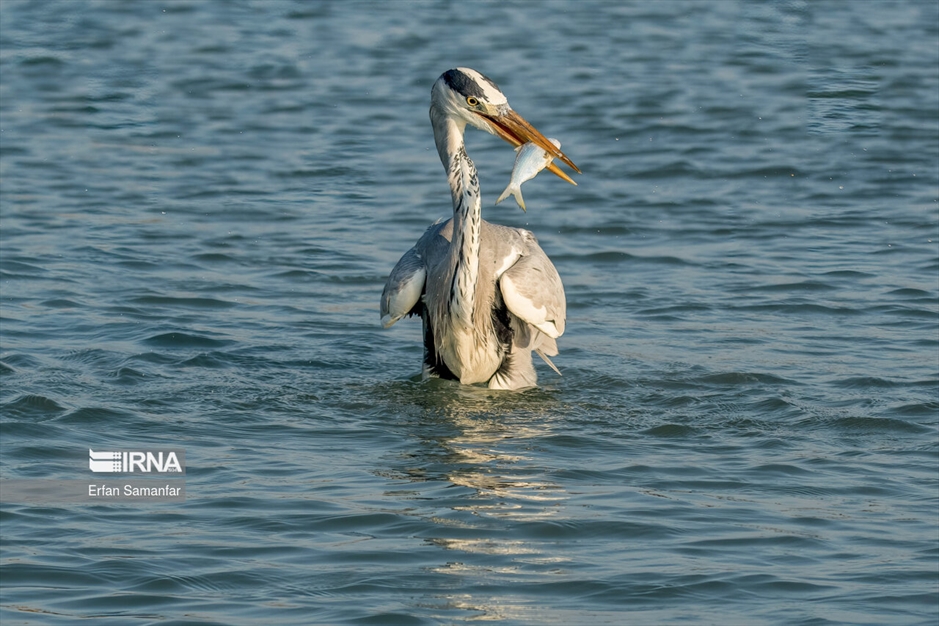 تالاب بین المللی آذینی