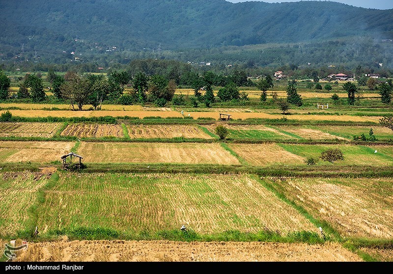 آخرین روزهای برداشت برنج در گیلان