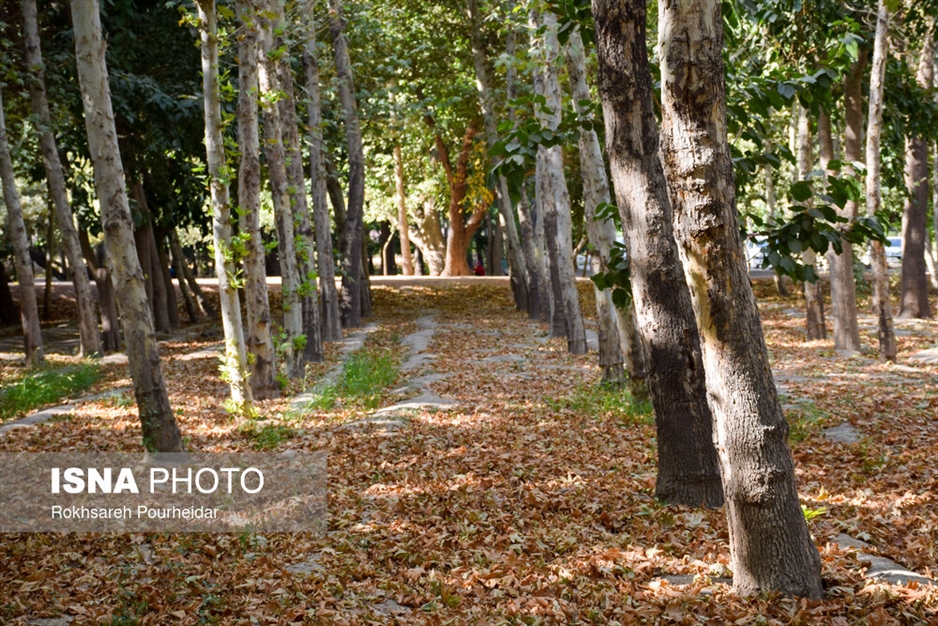 خزانِ تابستانه