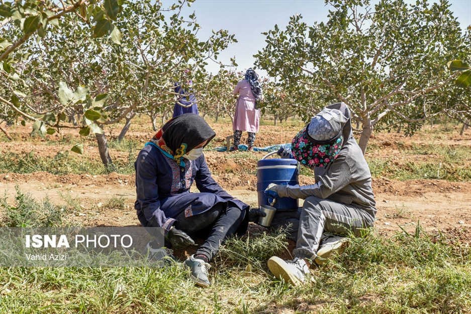 برداشت پسته از باغ‌های خراسان شمالی
