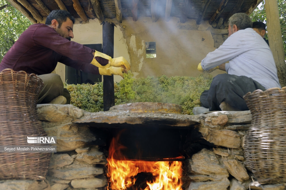 تولید کشمش «بولاو»