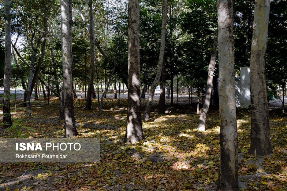 خزانِ تابستانه